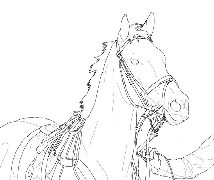 736x620 77 Best Horse Line Art How To Images On Drawings