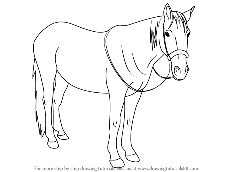 800x566 Learn How To Draw Standing Horse (Horses) Step By Step Drawing