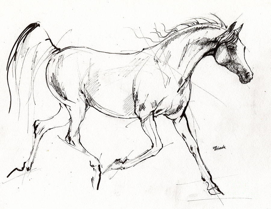 900x695 Arabian Horse Drawings