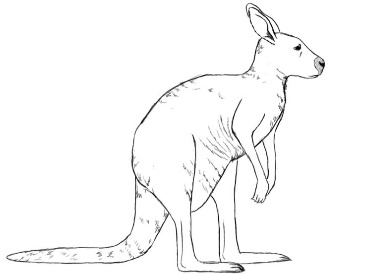 736x552 How To Draw A Kangaroo Kangaroos, Paper Drawing And Draw