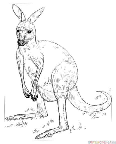 462x575 How To Draw A Kangaroo Step By Step Drawing Tutorials