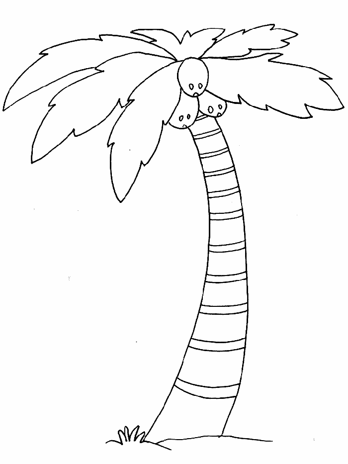 700x933 Palm Tree Coloring Pages Palm Tree Coloring Pages 7 Com.gif
