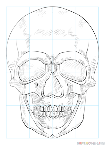 How to Draw Skull with Crossbones (Skulls) Step by Step