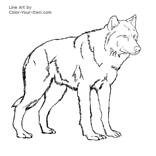 500x500 Marvelous Wolf Coloring Page 70 On Line Drawings With Wolf