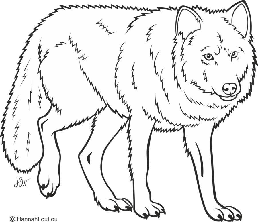 900x775 Wolf Line Art Free By Hannahloulou