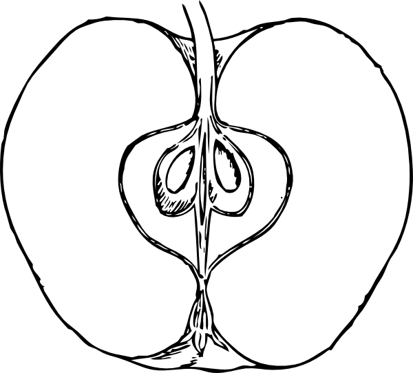 600x542 Apple Sketch Clipart