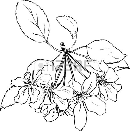 447x450 Spring Flowers Of Apple Tree, Line Drawing Apple Blossoms