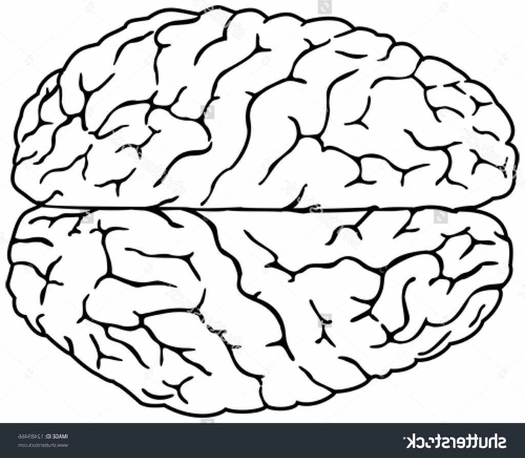 1024x893 Brain Drawing Simple Simple Drawing A Brain Simple Drawing