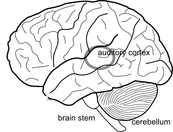 600x457 Simple Brain Diagram Clip Art