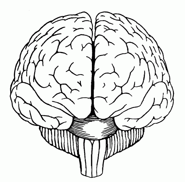 600x589 Brain Drawing Front View Diagram Brain, Drawings