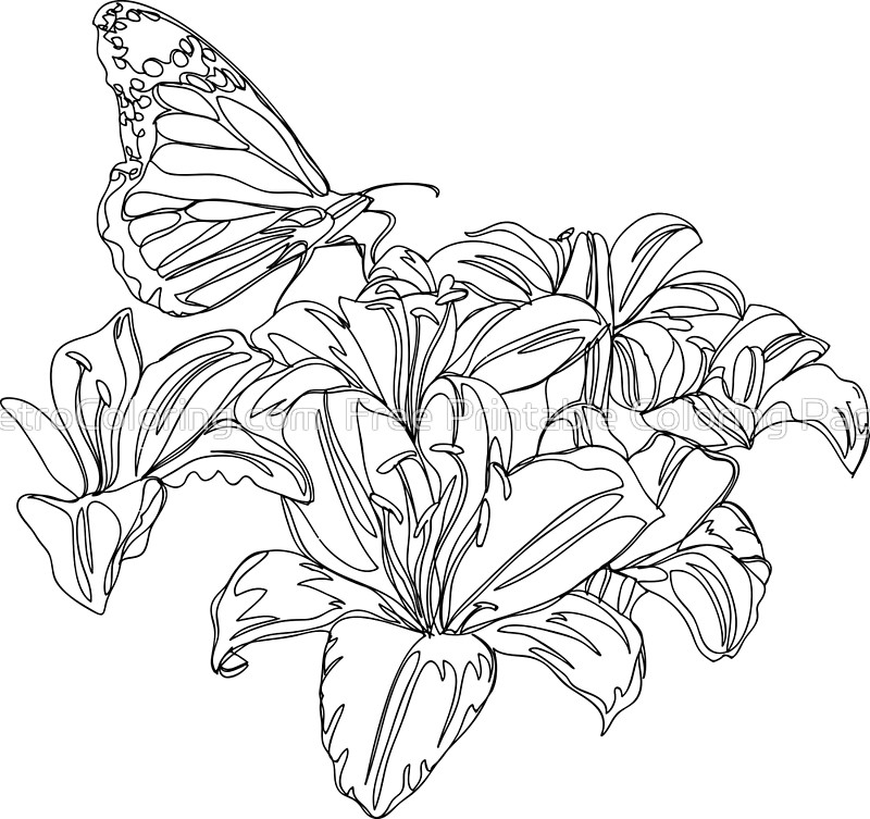 800x753 Butterflies And Flowers Continuous Line Drawing Art Prints By