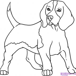 320x320 Tag For Step By Step Of How To Draw A Dog 6how To Draw A Dog