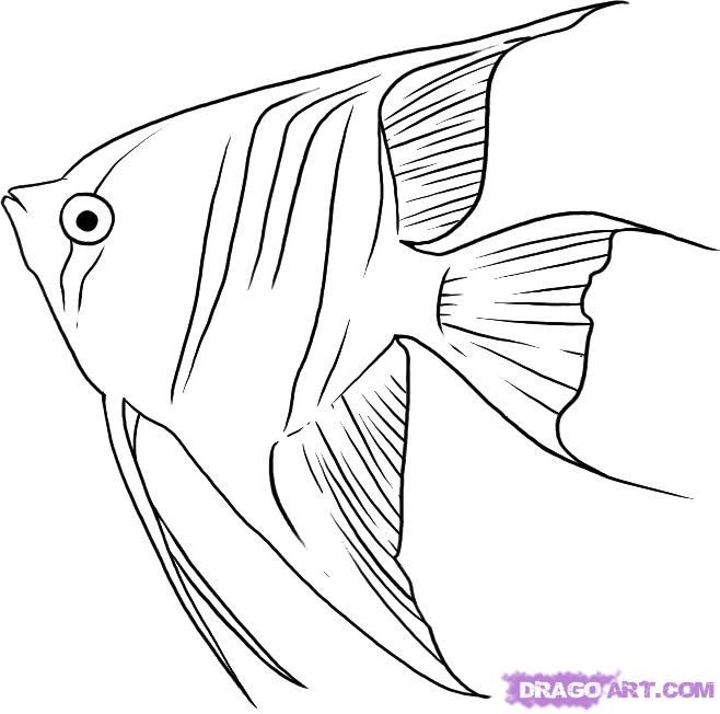 Line Drawing Of Fish