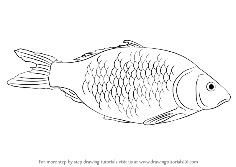 800x566 Learn How To Draw A Fish (Fishes) Step By Step Drawing Tutorials