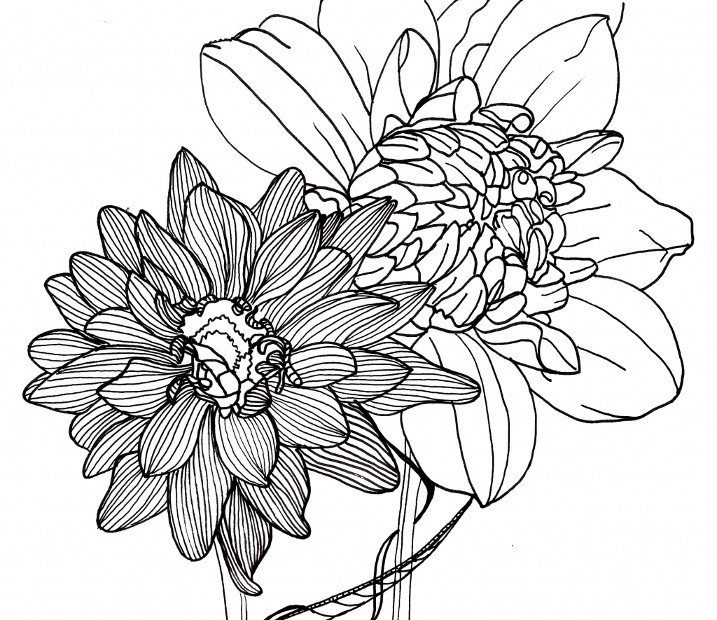 1024x885 Flower Line Drawings Line Drawing