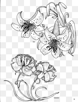 260x338 Flowers Line Drawing Png Images Vectors And Psd Files Free