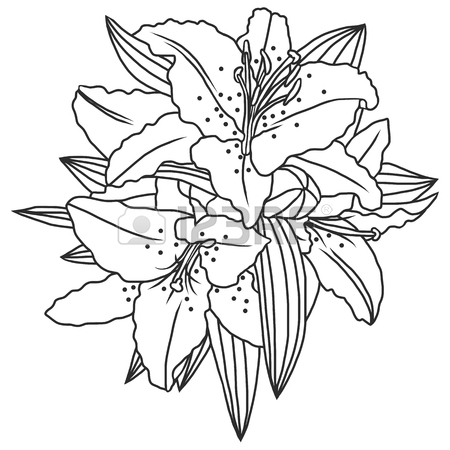 450x450 Line Drawing Lily Flowers And Leaves, Hand Drawn Vector