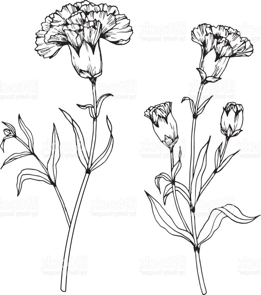 906x1024 Best 15 Carnation Flowers Drawing And Sketch With Lineart On White
