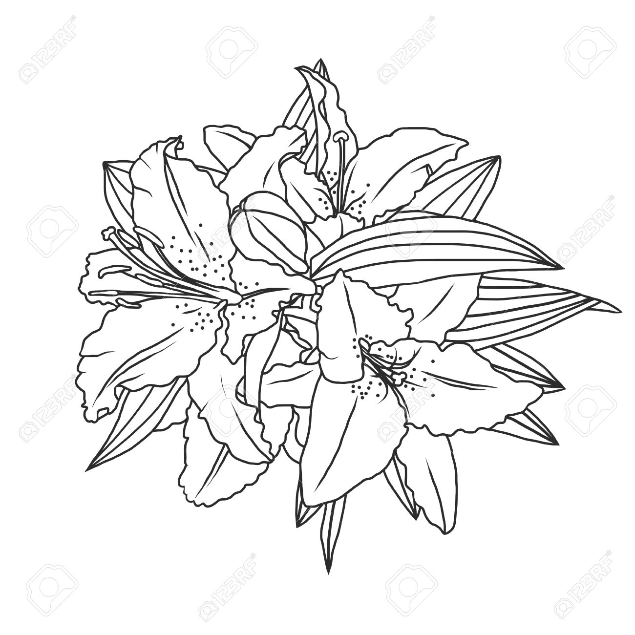 1300x1300 Drawn Lily Line Drawing