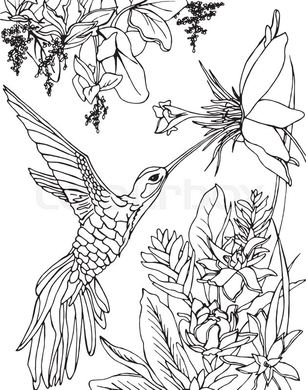 627x800 Flying Hummingbird. Hummingbird And Flowers. Stylized Bird
