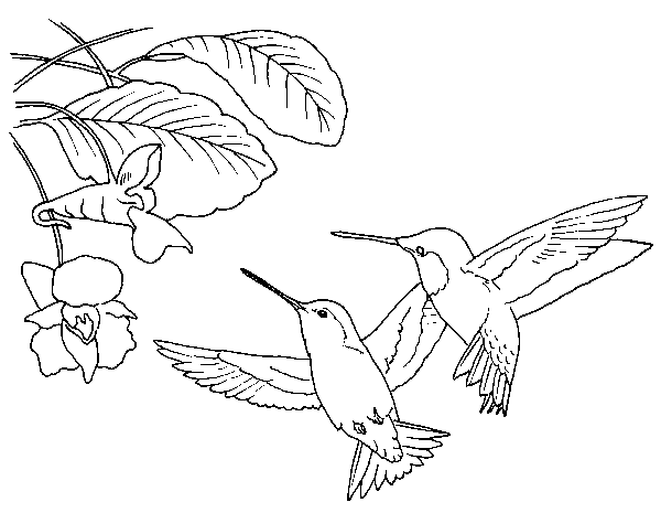 600x465 Printable Color Picture Hummingbird Printable Coloring Pages