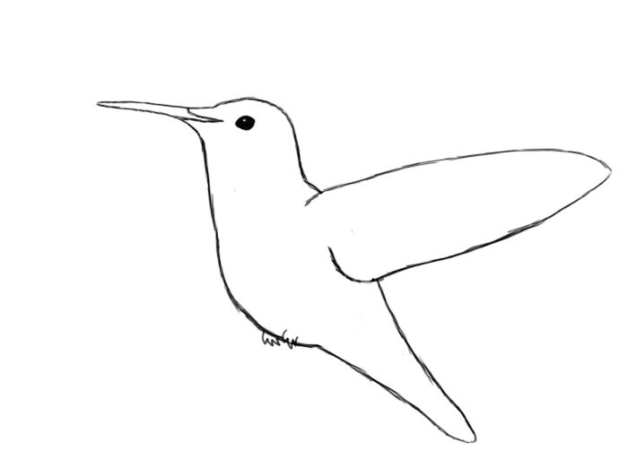 700x503 Simple Hummingbird Line Drawing Draw Your Hummingbird's Eye