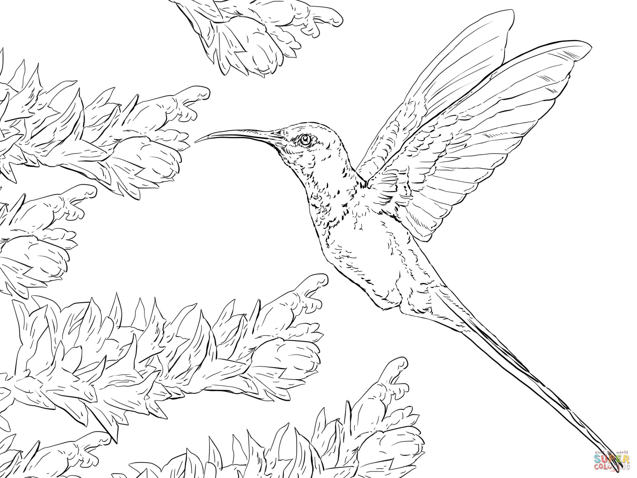 2048x1536 Swallow Tail Hummingbird Coloring Page Free Printable Coloring Pages