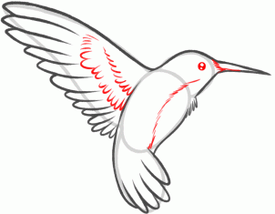 302x235 How To Draw A Hummingbird And Flower Step 5 Ye Olde Arte J0urnal