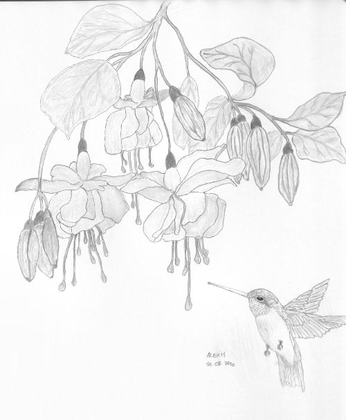 500x607 Drawings Of Hummingbird To Color Reflections Of A Survivior
