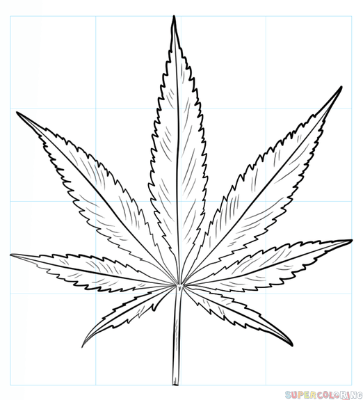 522x575 How To Draw A Pot Leaf Step By Step Drawing Tutorials