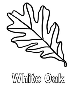 300x350 Leaf Clipart Types Of Tree Leaves Line Drawings By Not Your