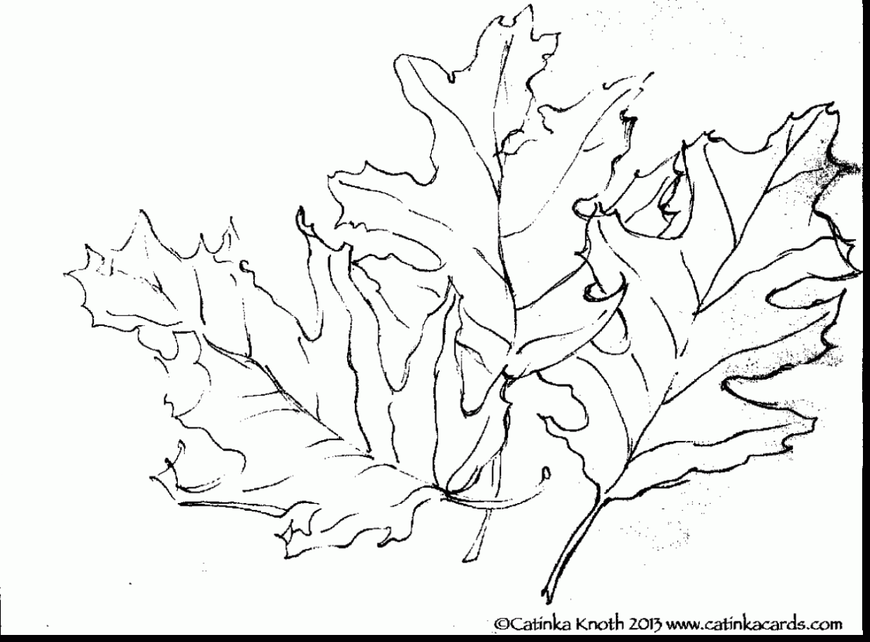 1233x910 Terrific Fall Leaves Line Drawing With Fall Leaves Coloring Pages