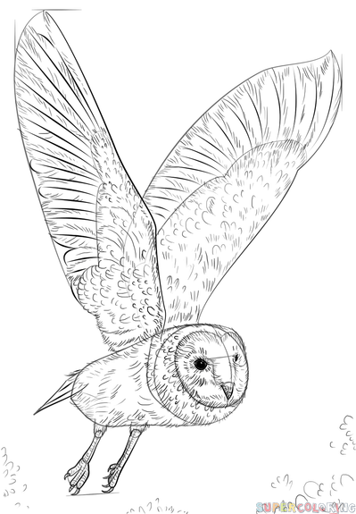399x575 How To Draw A Barn Owl Step By Step Drawing Tutorials