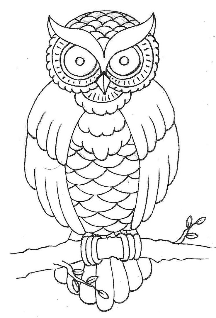 737x1085 Best Outline Of An Owl Top Gallery Ideas
