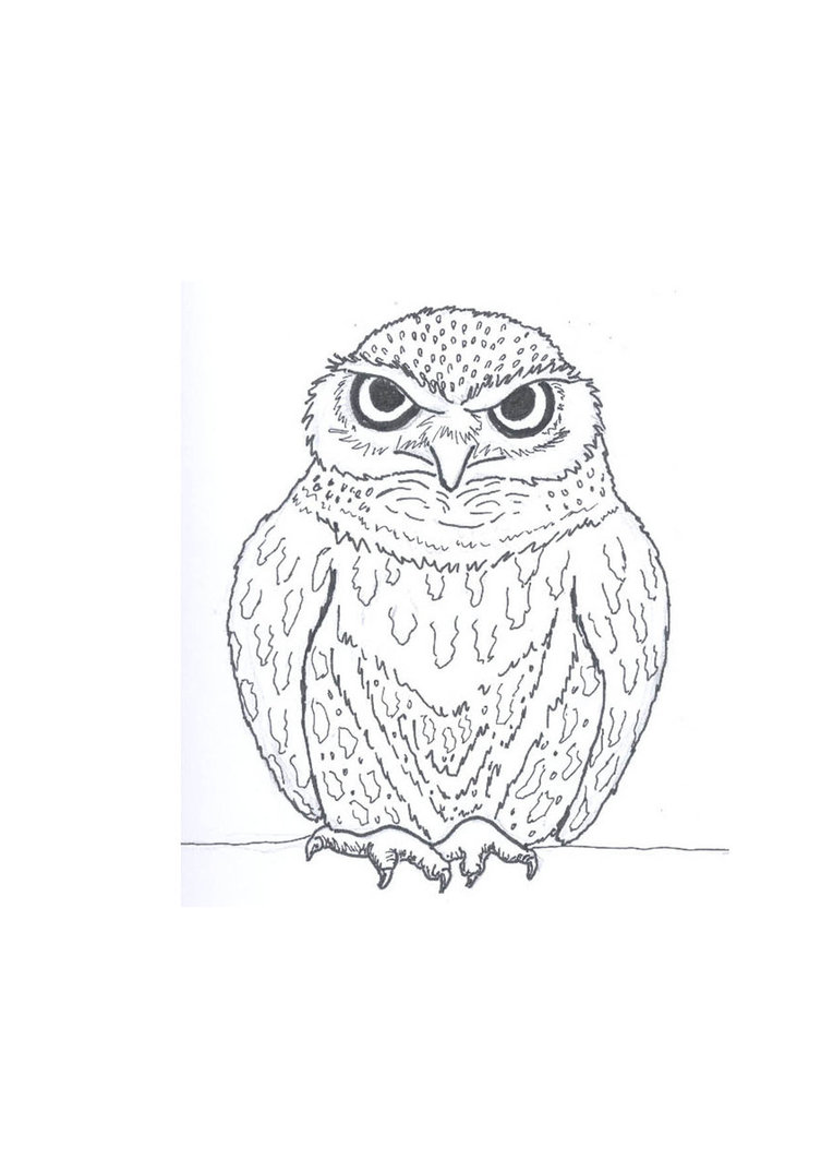 753x1062 Brown Owl Line Drawing By Fuzzbunny374