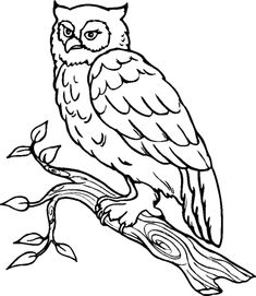 235x271 Gallery Outline Drawing Of An Owl,