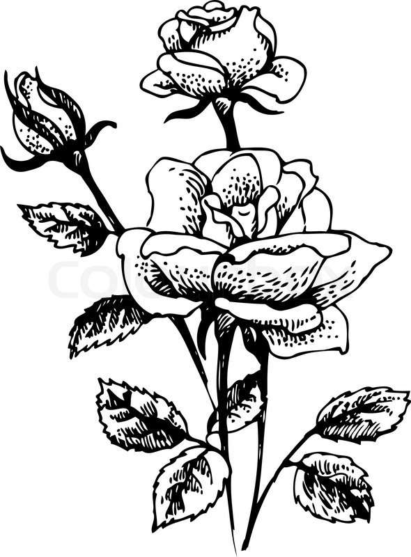 590x800 Roses Hand Drawn Illustration Of Rose Flowersbouquet Stock