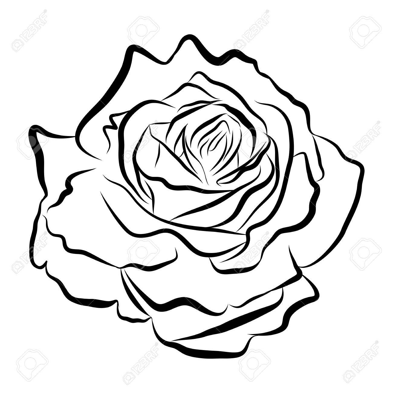 1300x1300 Sketch Line Drawing Of Rose Isolated Illustration On White