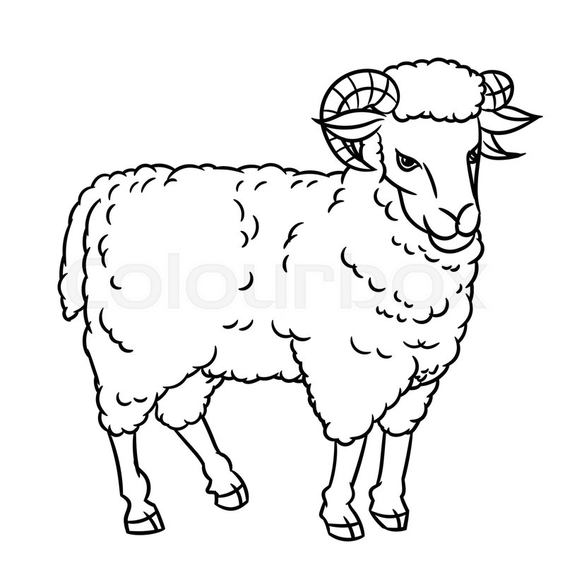 800x800 Hand Drawing Sheep. Farm Animals Set. Sketch Graphic Style. Design
