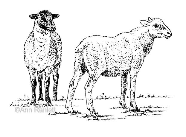 622x460 Sheep Line Drawing