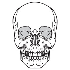 240x240 Human Skull Line Drawing