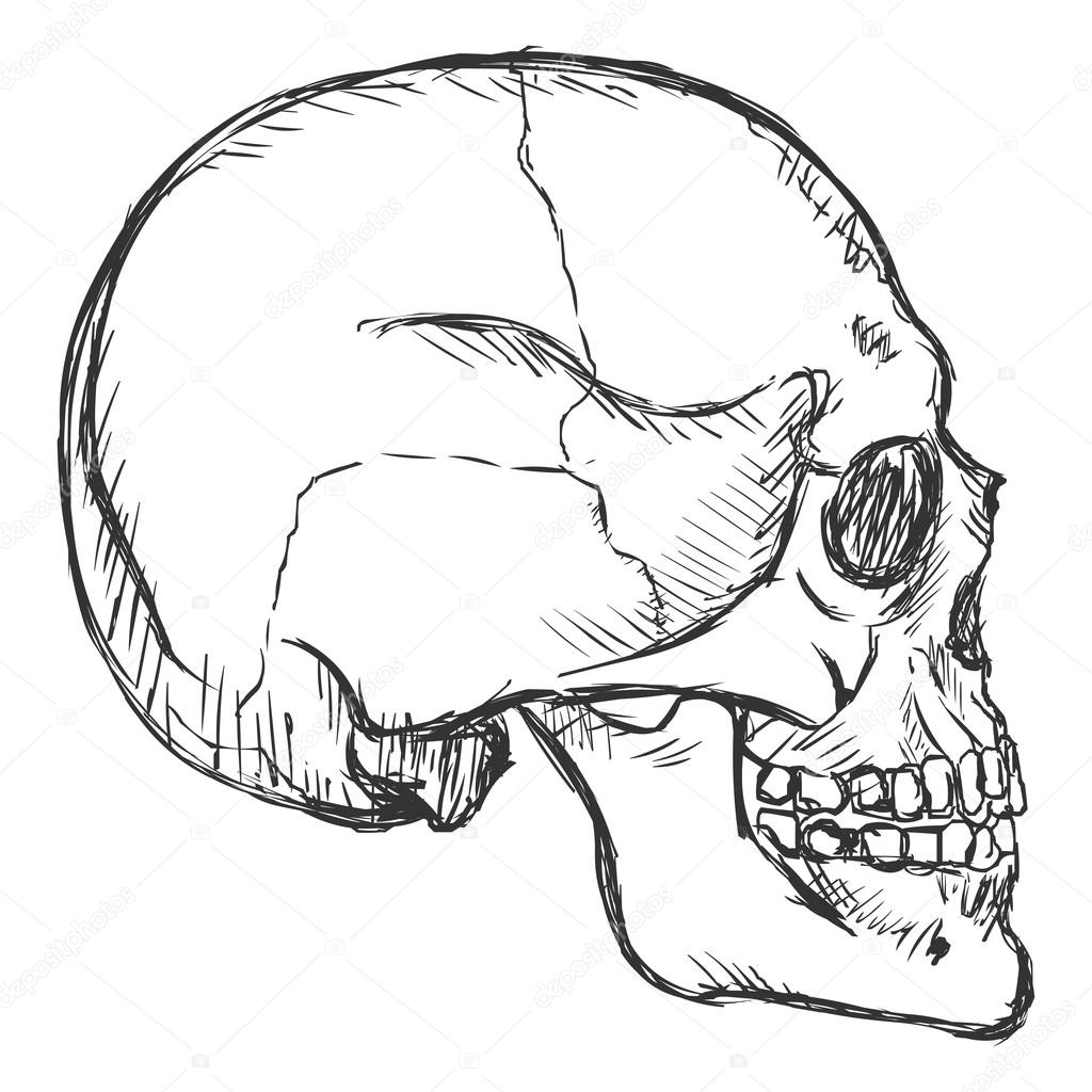 1024x1024 Sketch Side View Skull Stock Vector Nikiteev