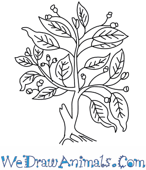 300x350 How To Draw A Fig Tree