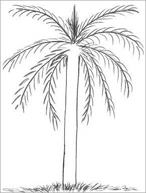291x385 Palm Tree Drawings