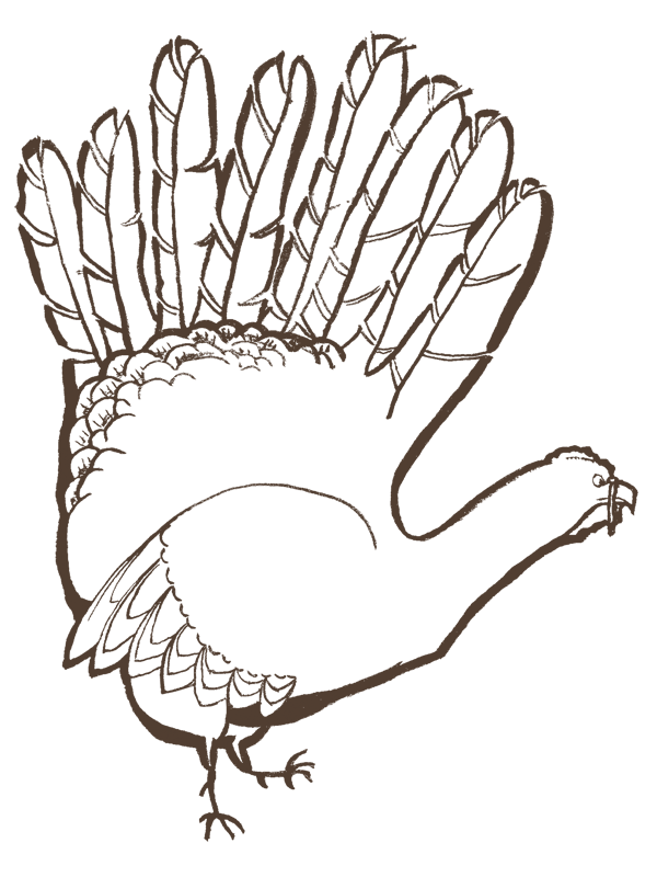 600x800 Thanksgiving Turkey Very Quick Brush And Ink Sketch Our Process