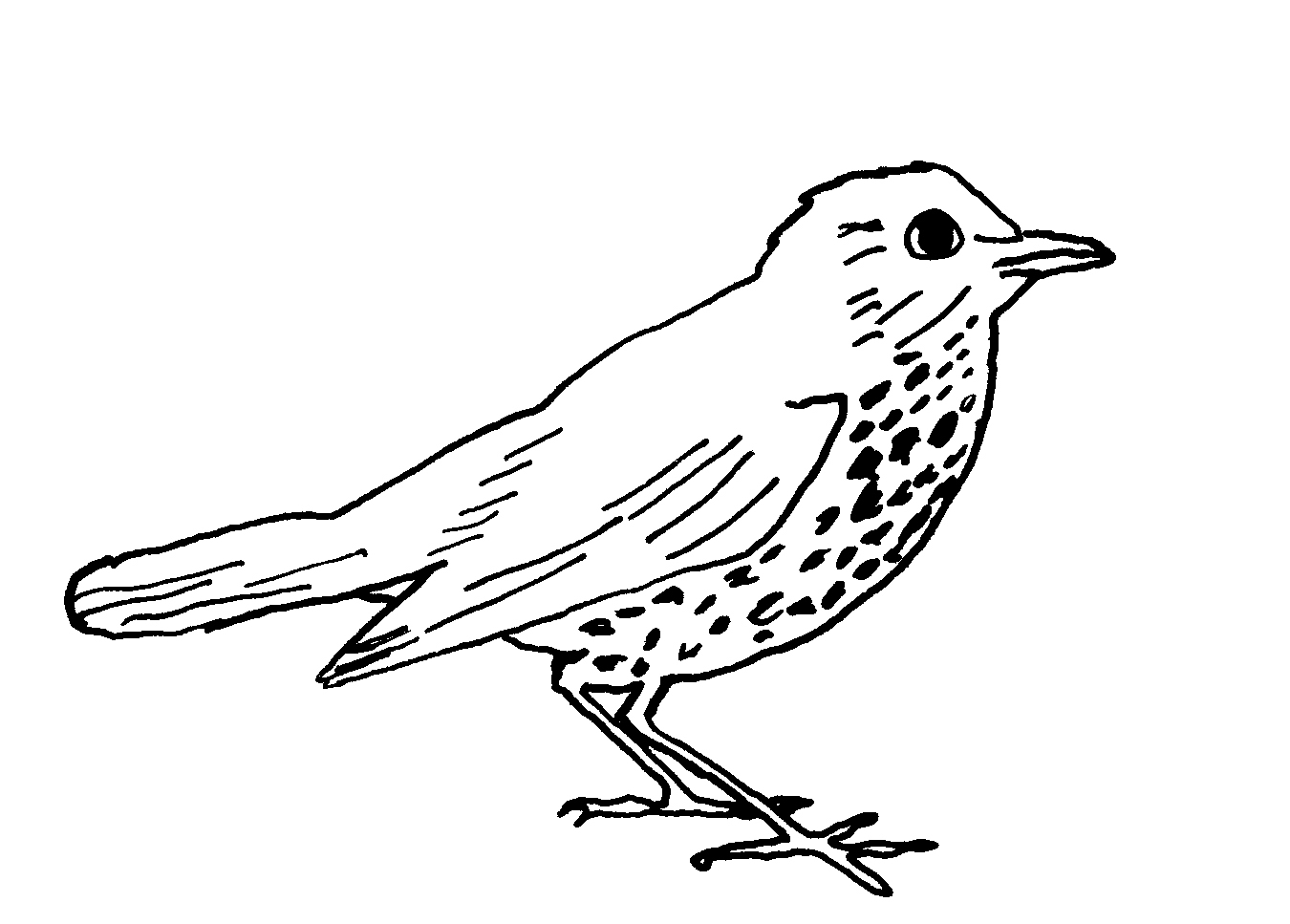 1350x967 Bird Line Drawings