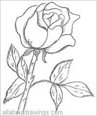 200x239 Beautiful Rose Pencil Drawings