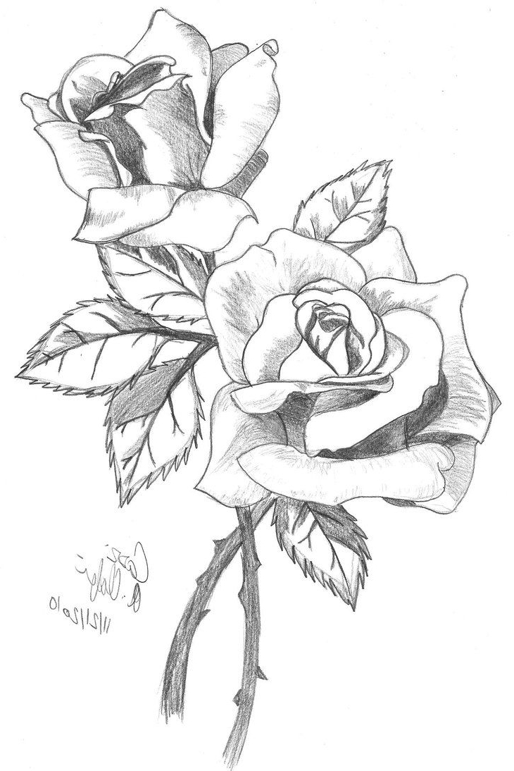 730x1094 Out Line Pencil Sketch Of Rose Flower Rose Picture Drawing Rose