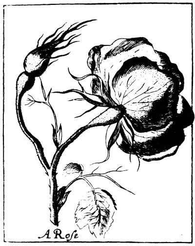 400x504 Botanical Black And White Line Drawing Rose Vintage