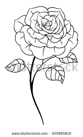 286x470 Rose Black And White Drawing Collection